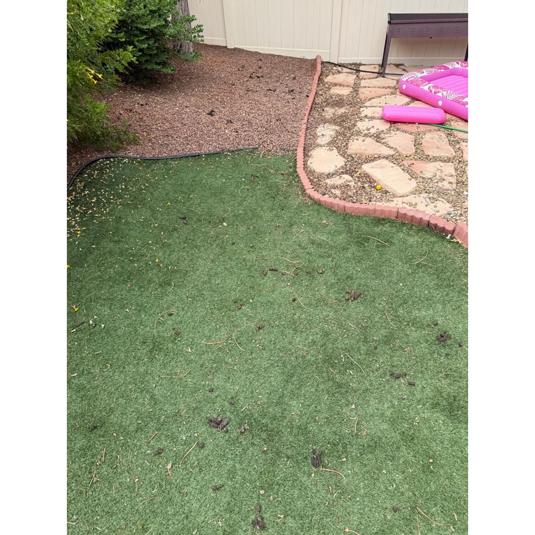 Ashley's yard before scooping
