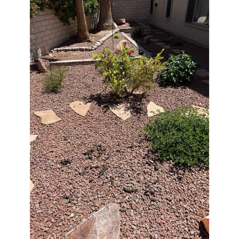 Brian's yard before scooping