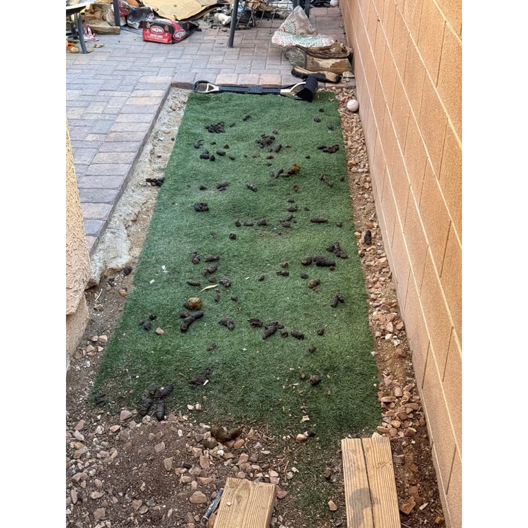 Connor's yard before scooping