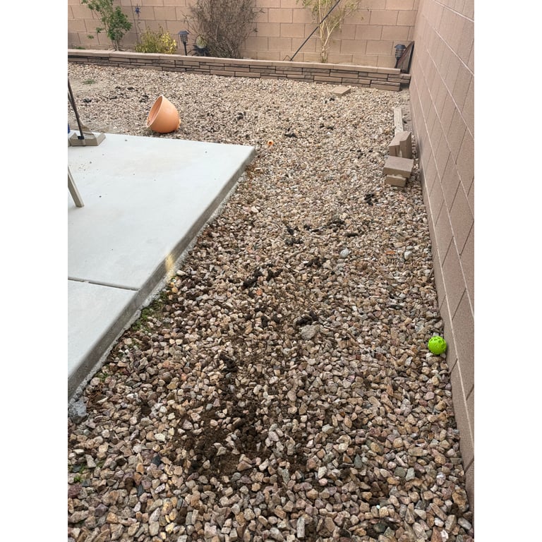 Danielle's yard before scooping