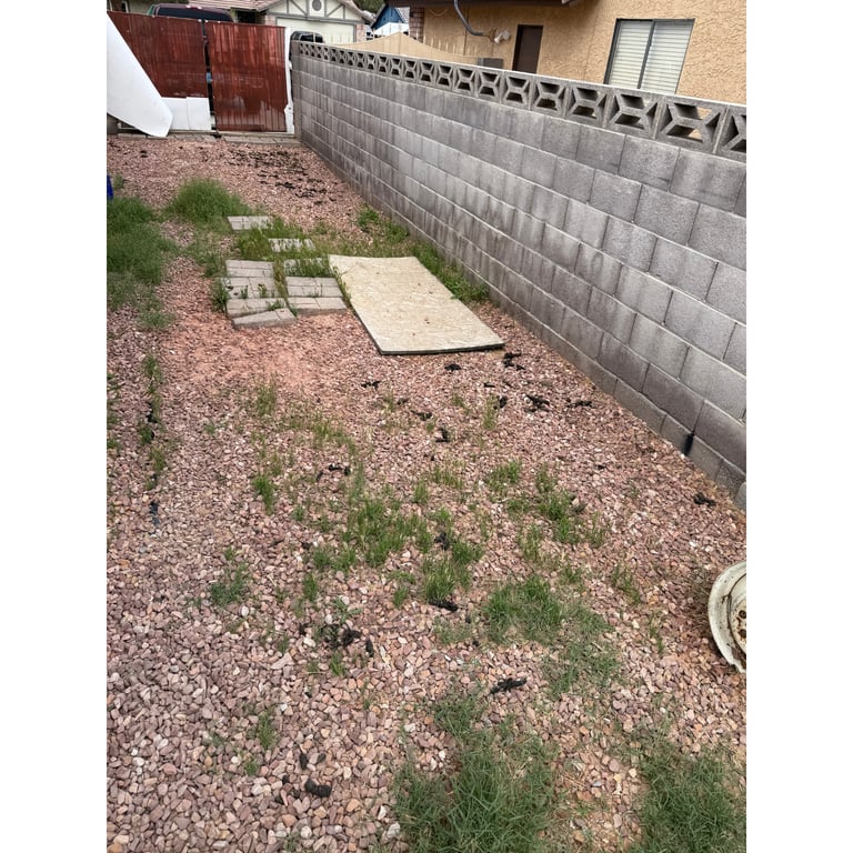 Heather's yard before scooping