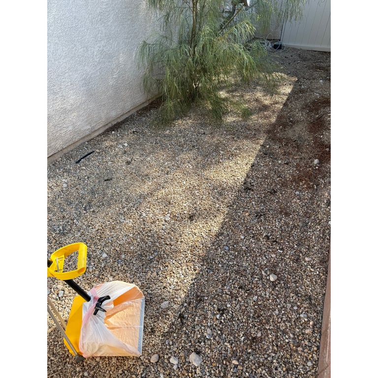 Jeffery's yard before scooping