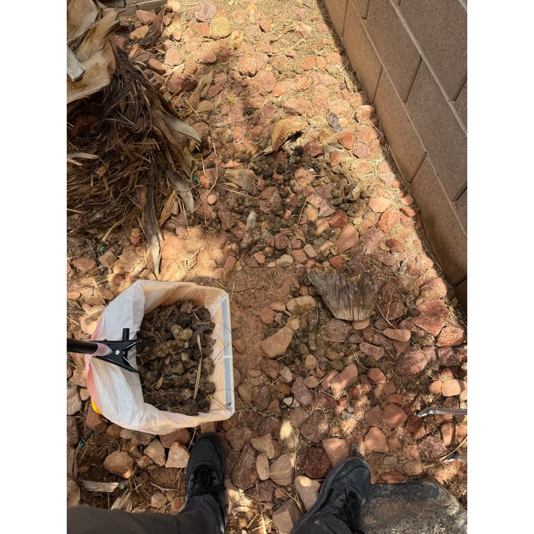 Madison's yard before scooping