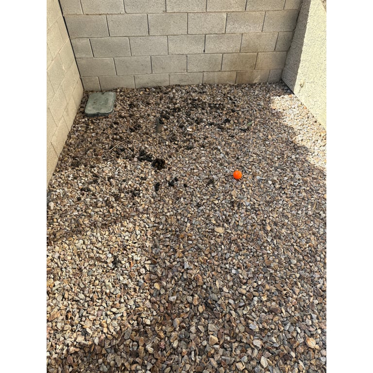 Titecia's yard before scooping