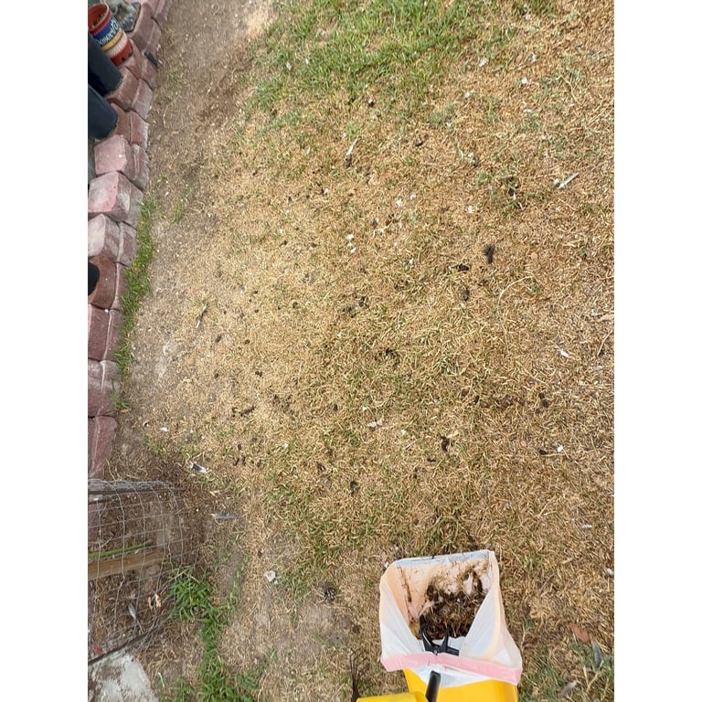 Yackie's yard before scooping